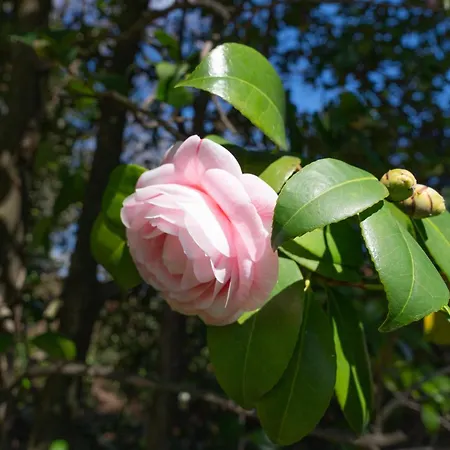 Agostina Daire Vesima